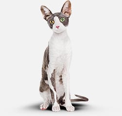 Фотография кота после использования функционального питания Cat Energy Slim