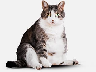 Фотография кота до начала использования функционального питания Cat Energy Slim